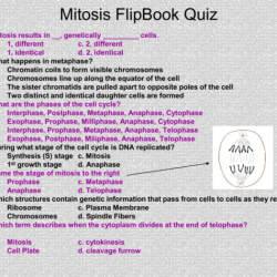 Video tutor session quiz mitosis vs meiosis