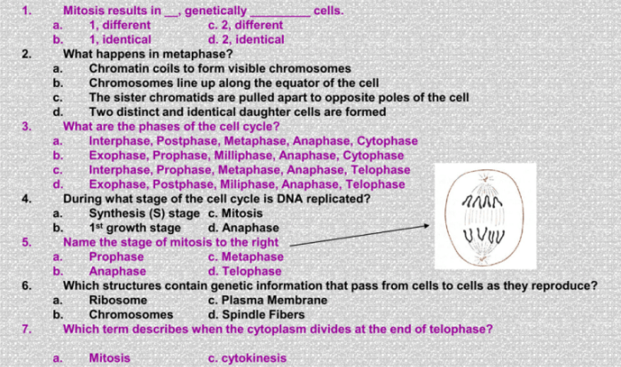 Video tutor session quiz mitosis vs meiosis