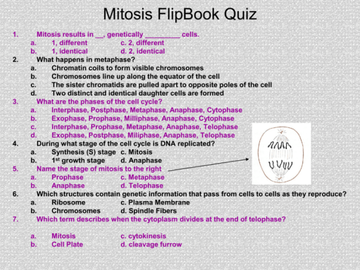 Video tutor session quiz mitosis vs meiosis