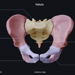 Related to the pelvic bone crossword