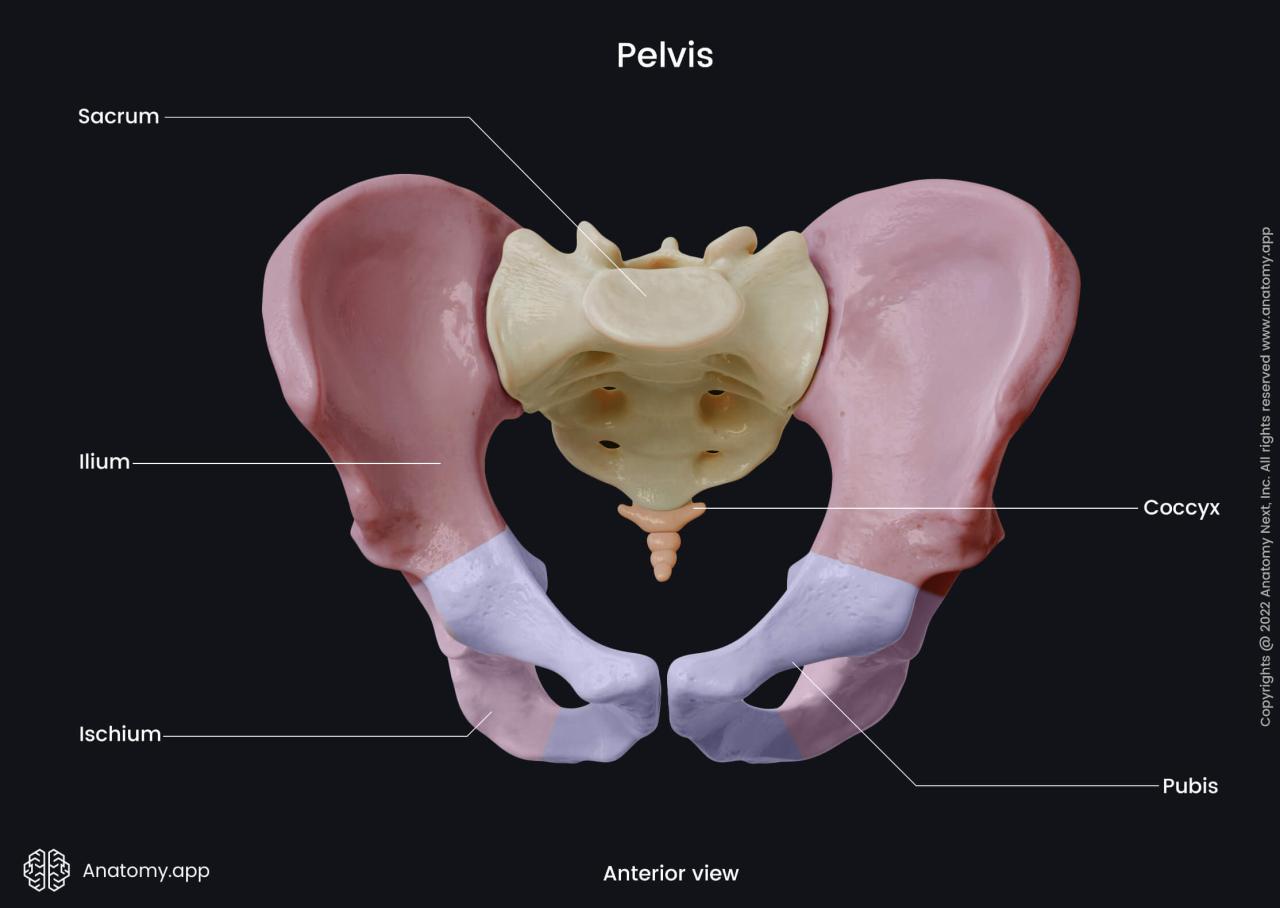 Related to the pelvic bone crossword