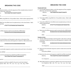 Genetic code worksheet answer key