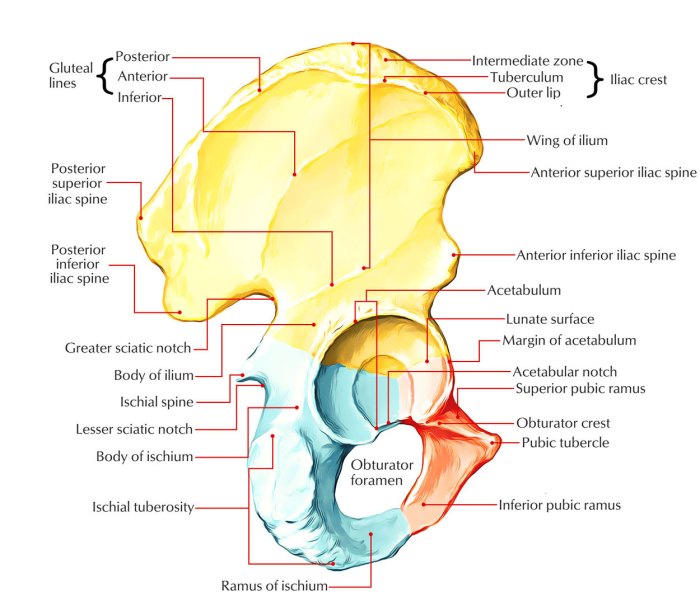 Related to the pelvic bone crossword