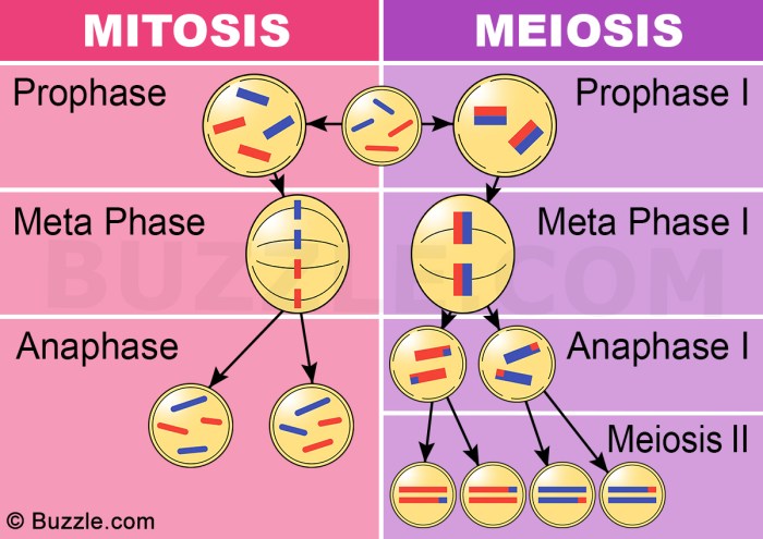 Video tutor session quiz mitosis vs meiosis