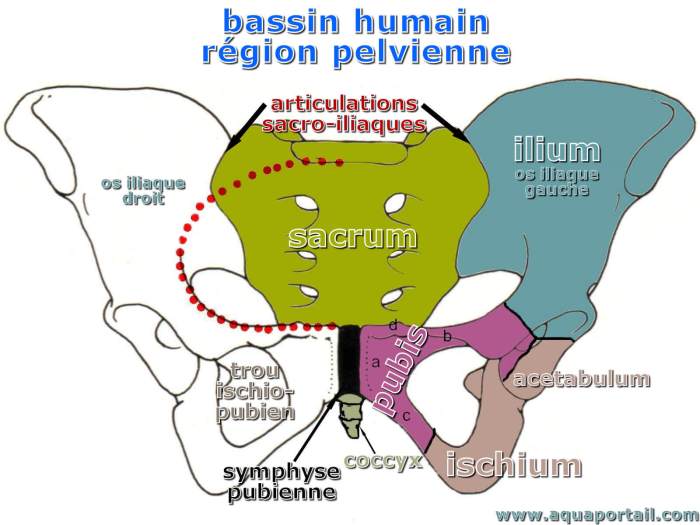 Ilium hip bones hipbone fracture chiropractic student injuries largest makes three which