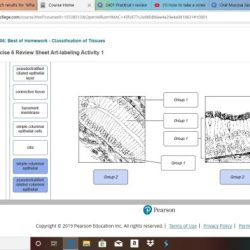 Review sheet exercise 6 classification of tissues