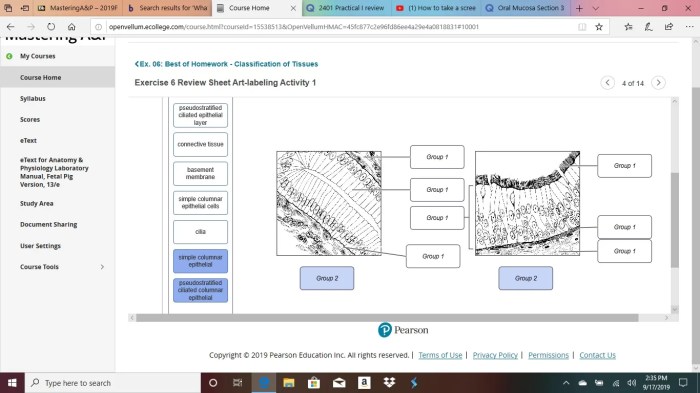 Review sheet exercise 6 classification of tissues