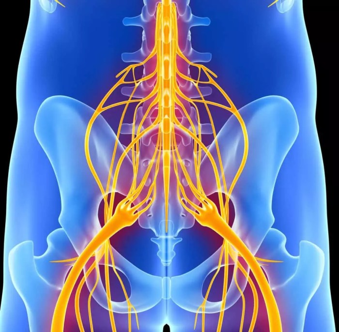 Nerves cutaneous nerve nervous limb spinal peripheral spine cervical muscle dermatomes dermatome lumbar chartex upper nerf physiology problems