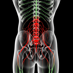 Of the nervous system crossword clue