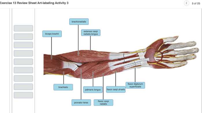 Review sheet exercise 6 classification of tissues